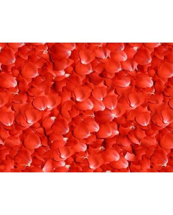 Allover Rose Petals Cotton Print