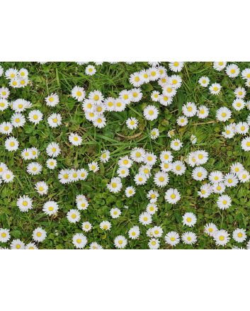 Daisy Patch Cotton Print