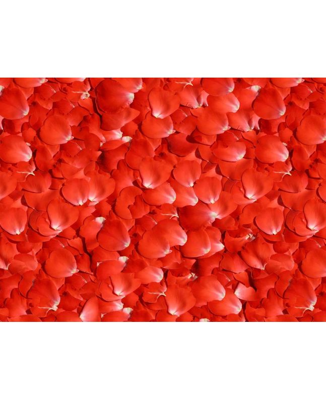 Allover Rose Petals Cotton Print