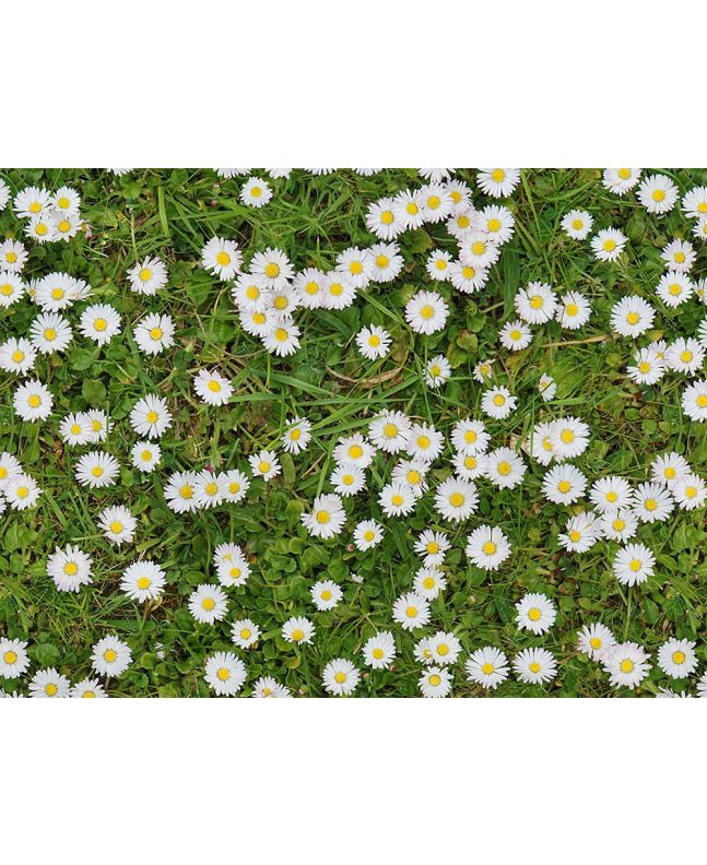 Daisy Patch Cotton Print